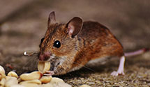 24 Hour & Emergency Exterminators in Bison, SD